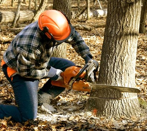 Tree Removal in Jerusalem, AR